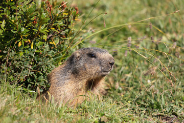 Naklejka na ściany i meble Marmot in the Swiss Alps. Cute mountain animal with fur details. Close-up with telephotography. Curious animal in its hole. Poking outside to look. Brown fur. Swiss mountain area.