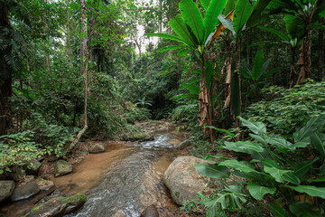 Waterfall green forest river stream landscape, Mossy rocks waterfall stream, Waterfall rocks stream Waterfall close up view