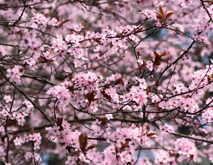 Spring flowers. Cherry blossom trees in the sunlight. Close up flowers with a Macro lens. Pink Flowers. Great background image. Summer vibes. Bokeh effect. 
