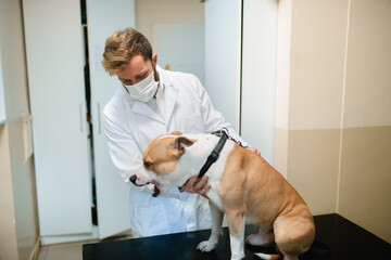 the vet examines the dog at the veterinary clinic because the dog is suffering from an unexamined disease. staffordshire terrier on examination at the vet clinic