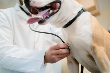 a veterinarian uses a stethoscope to listen to the lungs and heart of a yellow-and-white dog at a veterinary clinic. the dog is happy because he is recovered