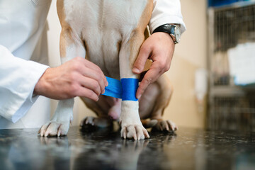 a veterinarian bandages a white-yellow dog's leg at a veterinary clinic. The Staffordshire Terrier has a sick and painful leg