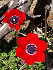 Red anemones known also as poppy anemone, windflower (Anemone coronaria in Latin) on the hills of the Aegean coastal town Yalikavak, in Bodrum, Turkey.     