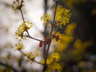 flowers on a branch