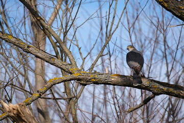 Sparrowhawk on a branch, close up hawk in nature, bird of pray resting on a tree.