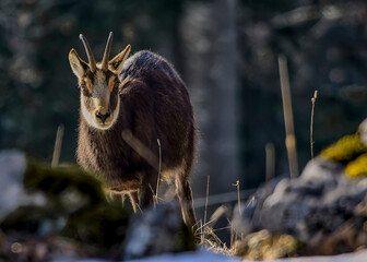 Chamois