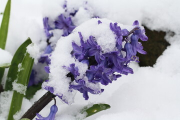 Hyazinthe schneebeckt im Frühling