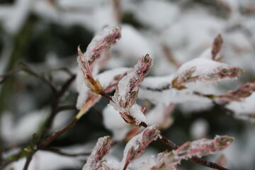 Felsenbirne schneebeckt im Frühling