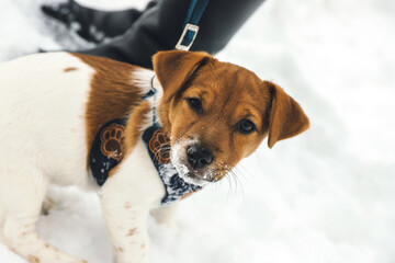 Jack Russell Terrier. Cute three-month puppy. Outdoors. Selective focus. Snow winter