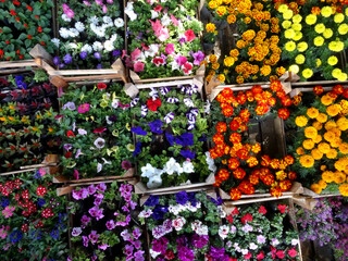 Colorful flowers on a farmers market stall in the Aegean coastal town Yalikavak, Bodrum, Turkey.  
