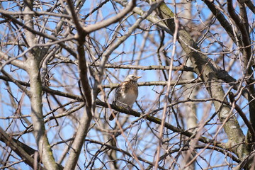 Song thrush bird in natural environment, bird on a tree resting.