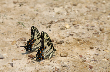 Pair of Swallowtail butterfly - Tennessee