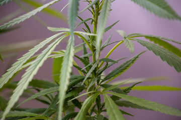close up of marijuana plant