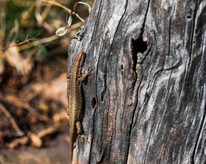 Lizard enjoying morning sun on old trunk