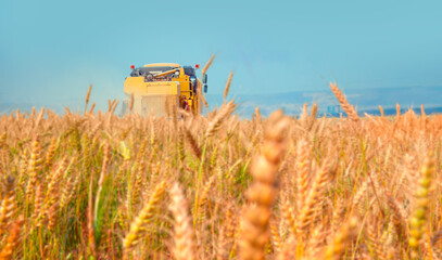 Combine harvester harvesting wheat field