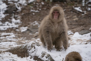 The Japanese macaque (Macaca fuscata)