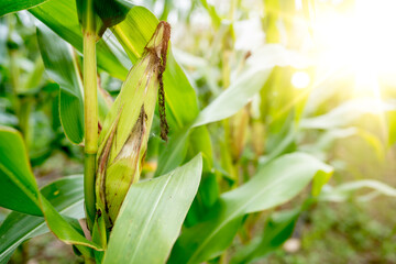 Corn field in organic farm of countryside
