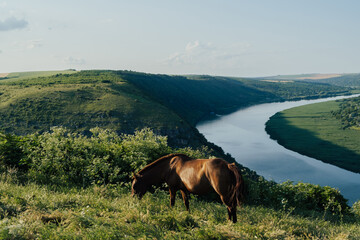 Obraz premium Horse is feeding on the hill with the background of river and mountains. 