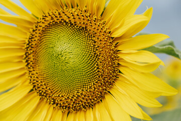 Close-up of yellow sunflower. Agricultural industry, production of sunflower oil.