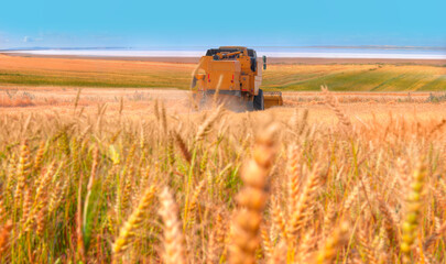Fototapeta premium Combine harvester harvesting wheat field