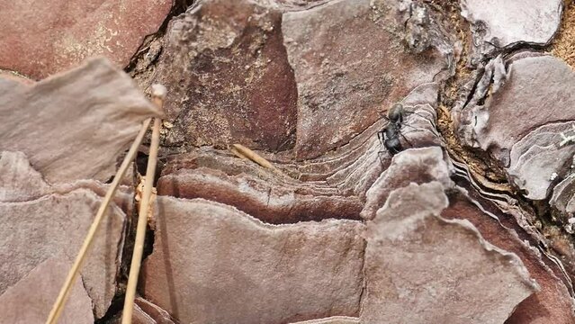 Big ant/Grosse fourmi