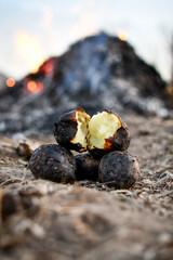 Baked potatoes on the fire. On the background in the blur is a bonfire.