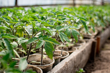 Growing tomatoes in a greenhouse in cups with soil. plant growth phase
