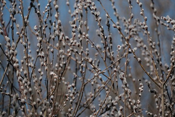 Blooming willow tree in nature, catkin or pussy willow. Spring bloom in nature, first sign of spring