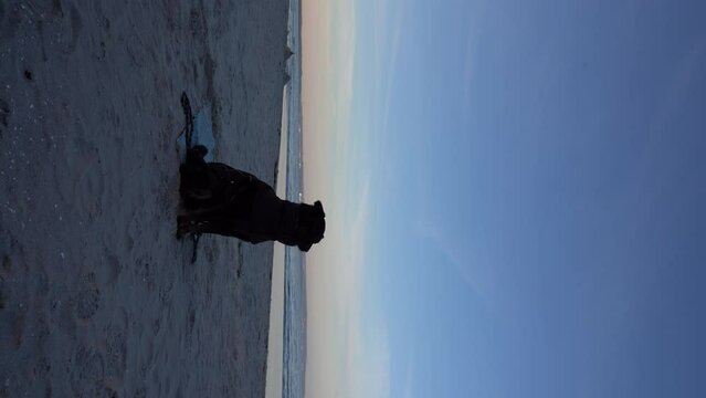 Hund abends am Meer