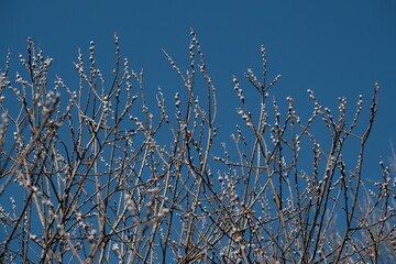 Blooming willow tree in nature, catkin or pussy willow. Spring bloom in nature, first sign of spring
