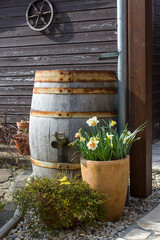 rustic garden -  blooming spring flowers