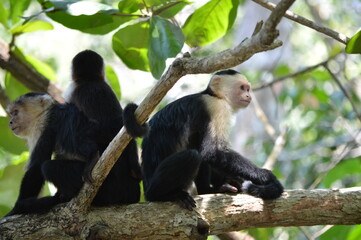 Obraz premium LA SELVA