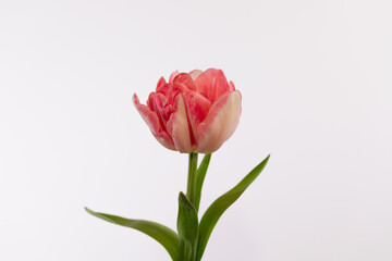 Spring flowering doble tulip flower isolated on a white background