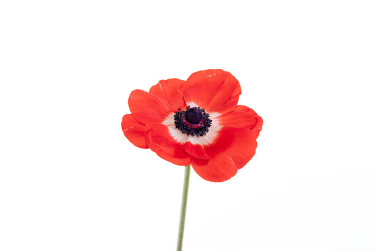 Single red flower of the Anemone  poppy on a white background
