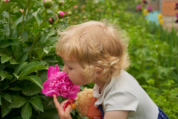 sniffing a flower little girl,little girl sniffs the fragrant peony flower in the flower garden