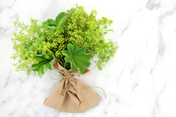 Ladys mantle herb bunch with leaves and flowers. Herbal plant based medicine to treat female...