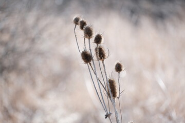 Wild teasel in nature, early spring. Brown nature photography, close up dry plants.