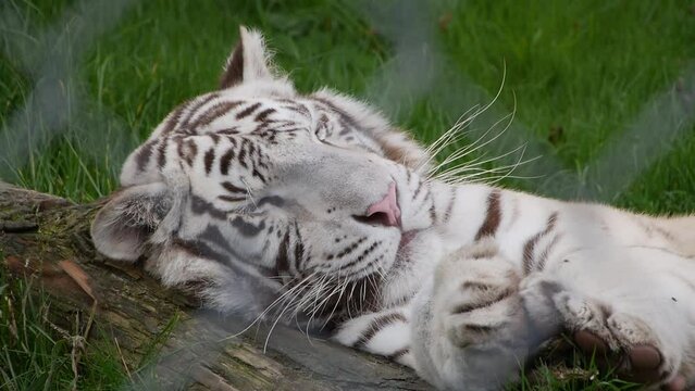 White Tiger/Tigre blanc