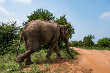 Fototapeta na wymiar Udawalawa, Sri Lanka, Elephants in the Udawalawe National Park Safari park.