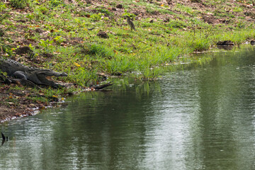 Obraz na płótnie Canvas Udawalawa, Sri Lanka, A crocodile in the Udawalawe National Park Safari