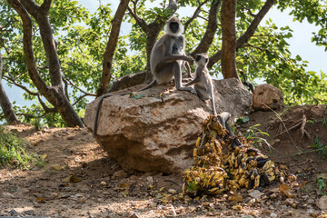 Ella, Sri Lanka Gray langur monkeys by the side of the road eat bananas.