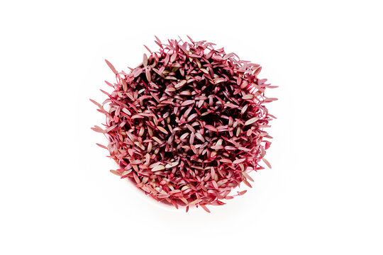 Fresh home-grown micro green amaranth in a cup isolated on white background. High quality photo