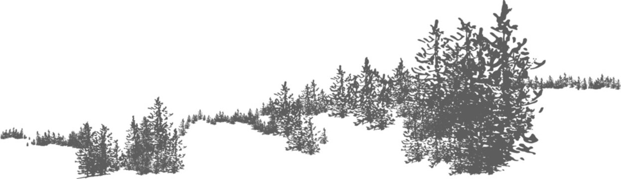 Forest or Panoramic Woodland Landscape Hand Drawn Monochrome Illustration