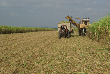 Chambas, Cuba, April 25, 2010. cutting and harvesting sugar cane.