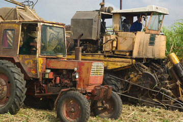 Obraz premium Chambas, Cuba, April 25, 2010. cutting and harvesting sugar cane.