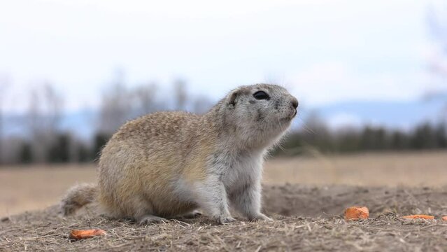 the gopher ran up to the camera and ran into a hole