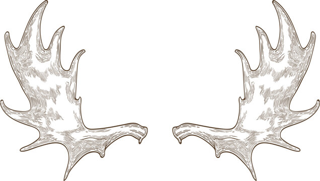 Elk Or Moose Antlers Or Horns Hand Drawn Illustration