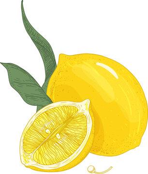 Lemon Fruit Hand Drawn Illustration