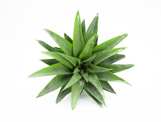 pineapple leaves isolate on white background