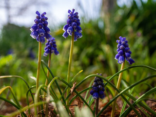 春の花壇に咲くムスカリの花
